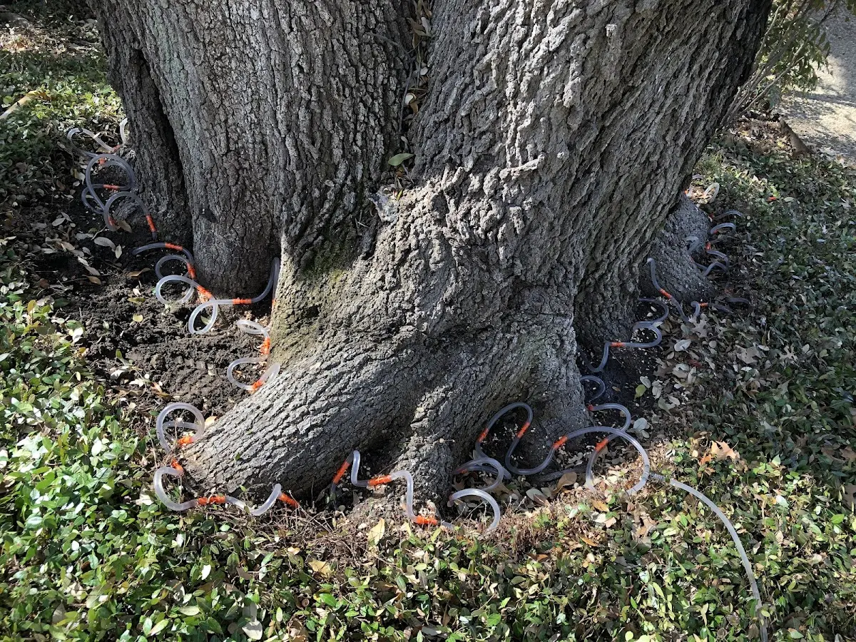 Detailed Tree Cabling and Bracing job site in Dana